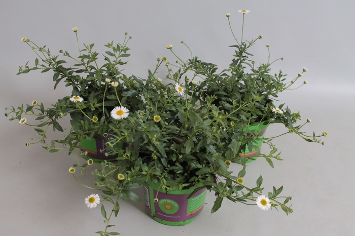 Erigeron karvinskianus Profusion
