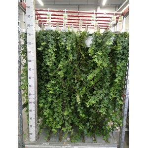 Hedera helix 'Pittsburgh'