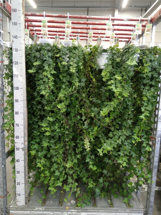 <h4>Hedera helix 'Pittsburgh'</h4>