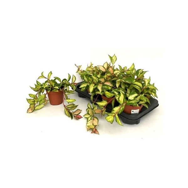 <h4>Hoya C Tricolor</h4>