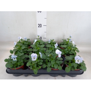 Viola corn. 'Evo Mini Marina'