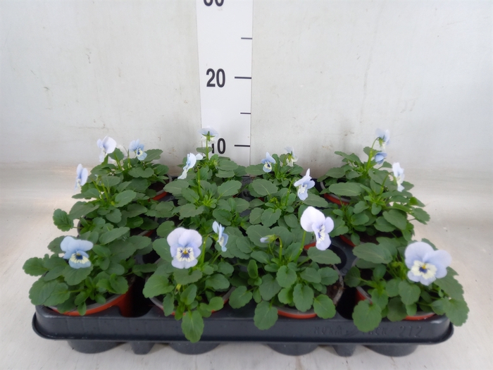 <h4>Viola corn. 'Evo Mini Marina'</h4>