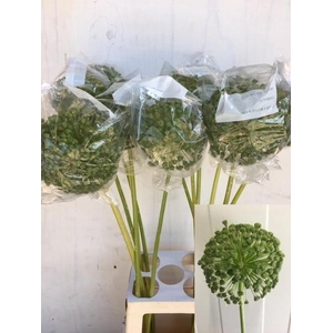 Allium Seeds Green Extra
