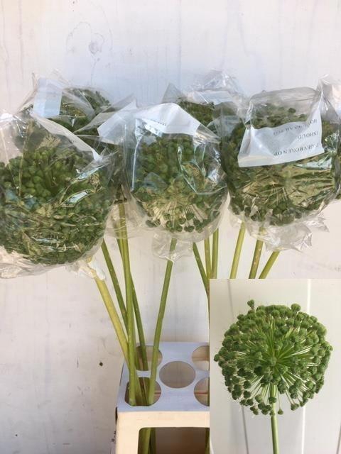 <h4>Allium Seeds Green Extra</h4>