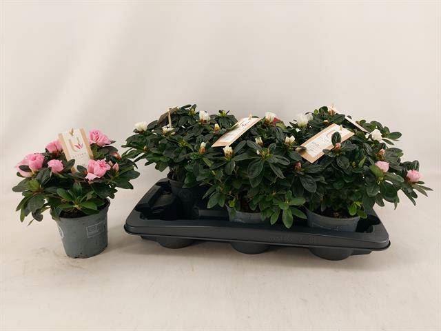 <h4>Rhododendron sim. 'Hellmut V' .mix4</h4>