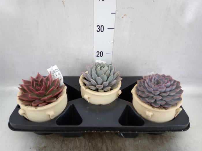 Echeveria   ...mix