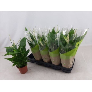 SPATH TORELLI