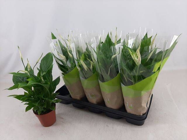 <h4>SPATH TORELLI</h4>