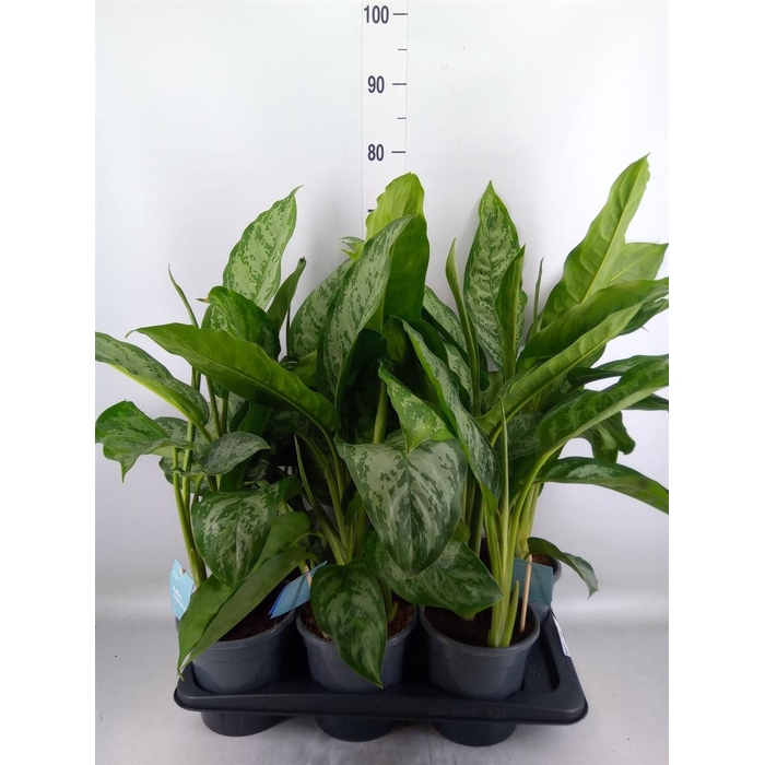<h4>Aglaonema  'Chantal'</h4>