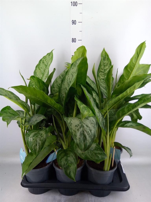 <h4>Aglaonema 'Chantal'</h4>