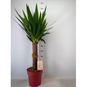 Yucca elephantipes   ...