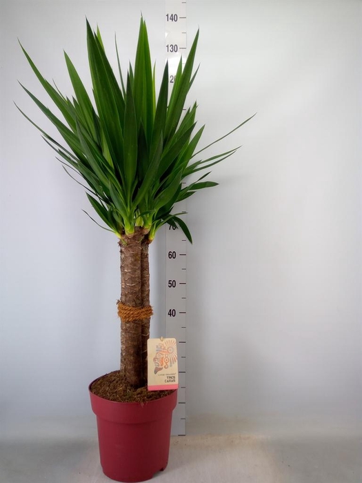 <h4>Yucca elephantipes   ...</h4>