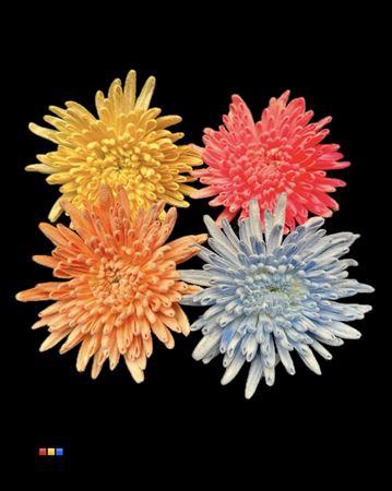 <h4>Chr G Ana Snow Mix</h4>