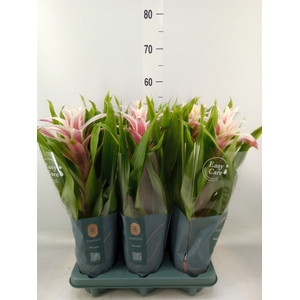 Guzmania  'Linea Pink'