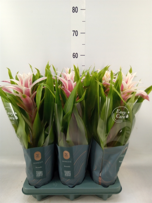 <h4>Guzmania  'Linea Pink'</h4>