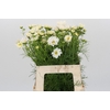 Cosmos White