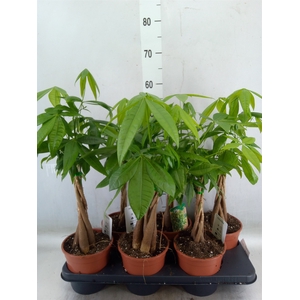 Pachira aquatica