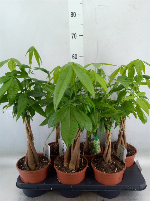 <h4>Pachira aquatica</h4>