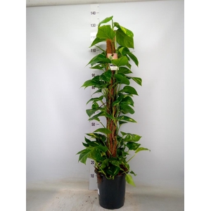 Epipremnum pinn.   ...moss stick