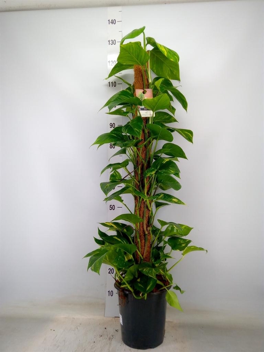 <h4>Epipremnum pinn.   ...moss stick</h4>