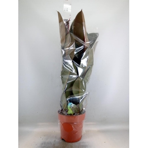 Ficus elastica 'Abidjan'