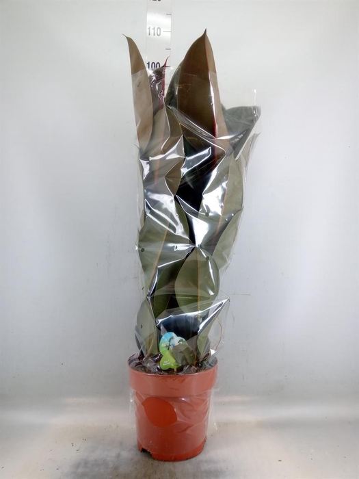 <h4>Ficus elastica 'Abidjan'</h4>