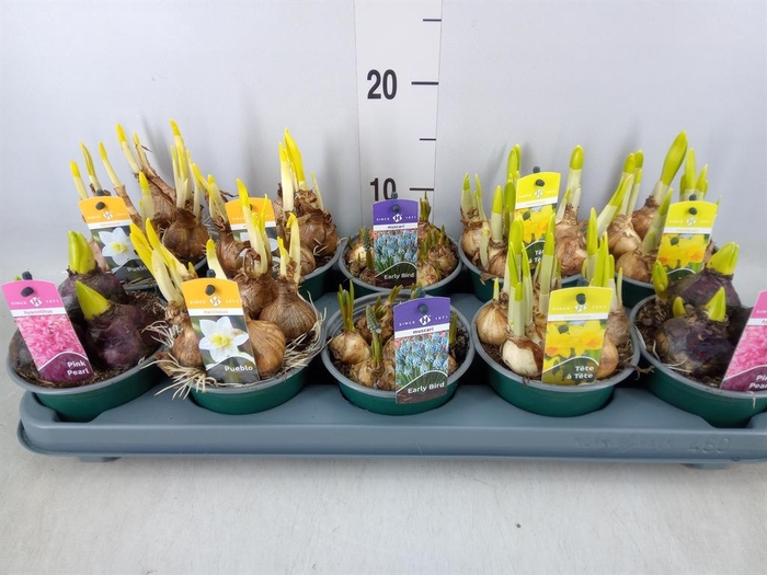 <h4>Bolbloemen   ...mix</h4>