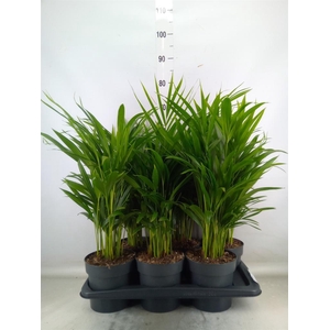 Dypsis lutescens   ...Chrysalidoca