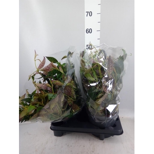 Aeschynanthus marmoratus
