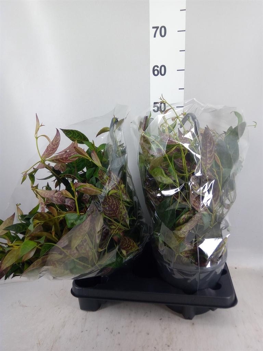 <h4>Aeschynanthus marmoratus</h4>