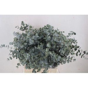 Euca Gunny Short 150gr P Bunch