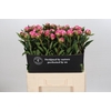 Paeonia Dr A Fleming