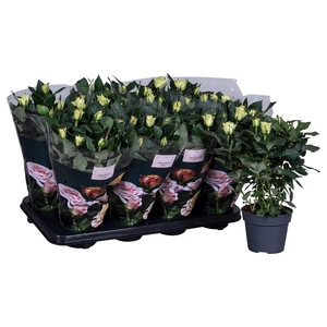 Nolina Roses Ø 13 cm White