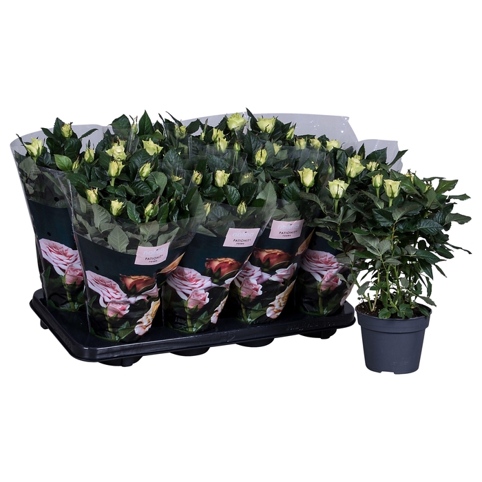 <h4>Nolina Roses Ø 13 cm White</h4>