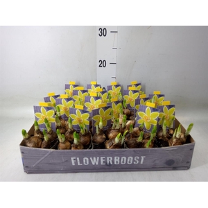 Narcissus  'Tete a tete'