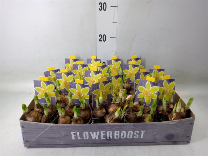 <h4>Narcissus 'Tete a tete'</h4>