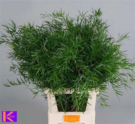 <h4>Asp Falcatus</h4>