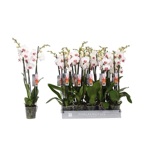 Phalaenopsis Red Lips, 3-spike 22+