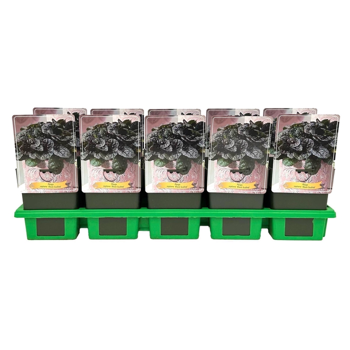 <h4>Ajuga</h4>