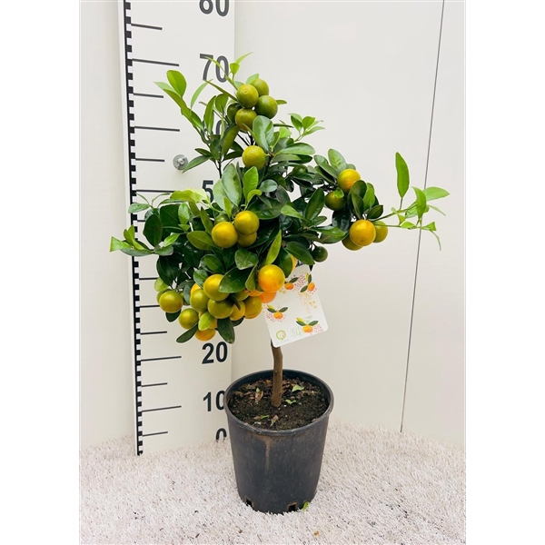 <h4>Citrus Calamondin on stem</h4>