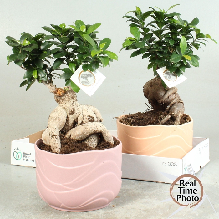 <h4>FIC MI GINSENG</h4>