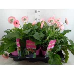 Gerbera  'Garvinea Sweet Heart'