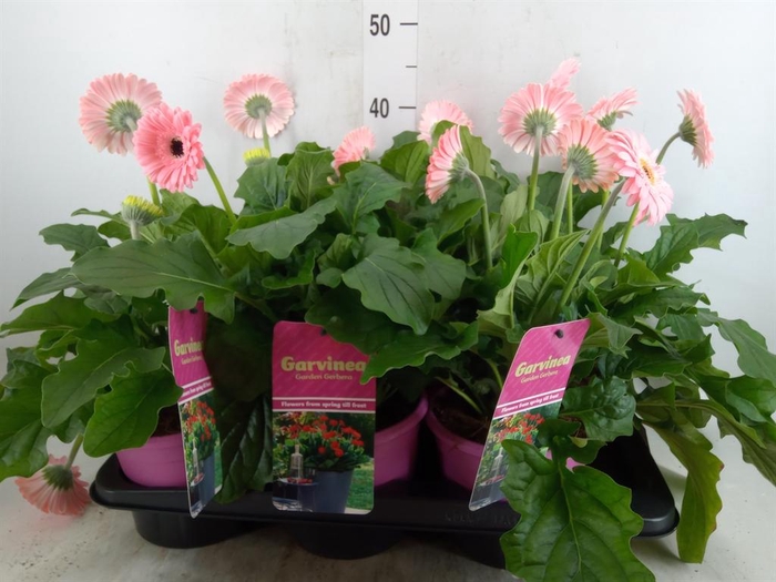 <h4>Gerbera  'Garvinea Sweet Heart'</h4>
