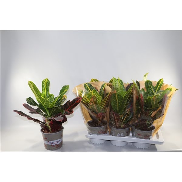 <h4>Croton Mix Excellent en Petra 17cm in Vensterhoes "Sunshiners®"</h4>