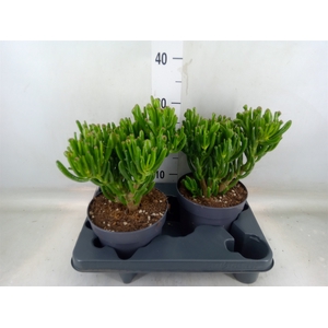 Crassula ovata 'Gollum'