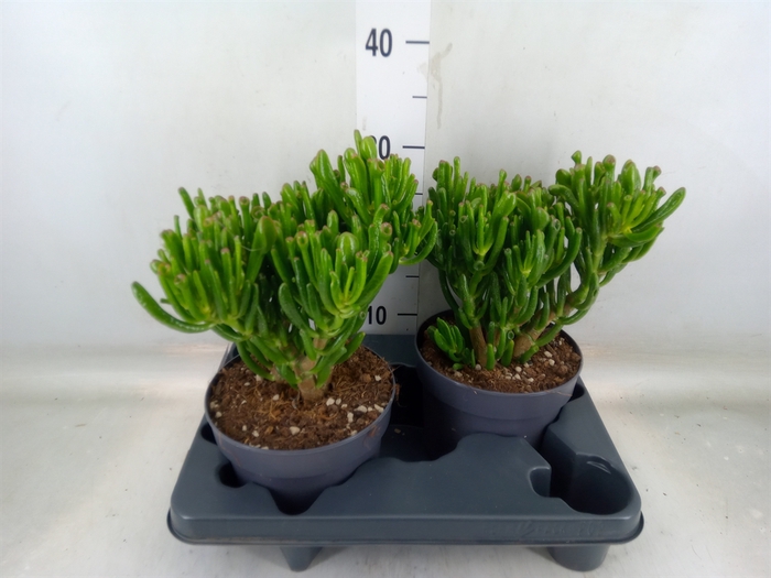 <h4>Crassula ovata 'Gollum'</h4>