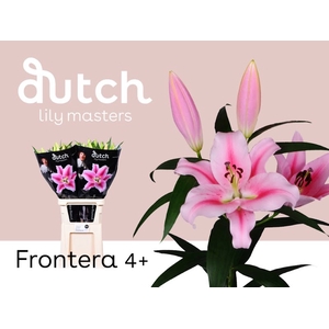 Li Or Frontera 4+ Lily Master