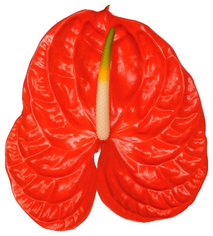 <h4>Anthurium Sun Eye</h4>