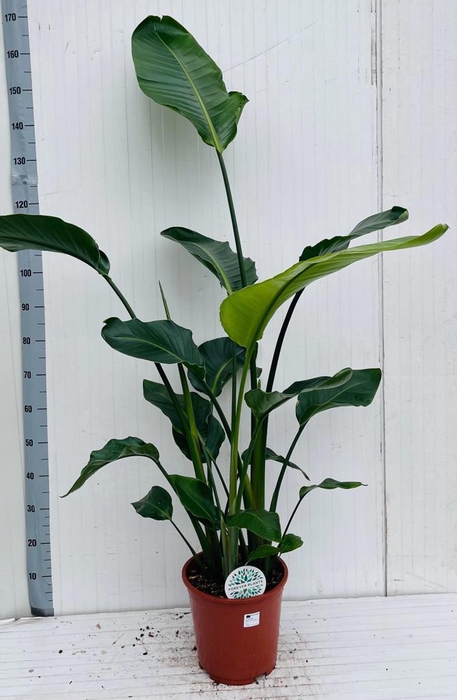 <h4>STRELITZIA NICOLAI</h4>