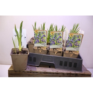 Camassia Le Caerulea